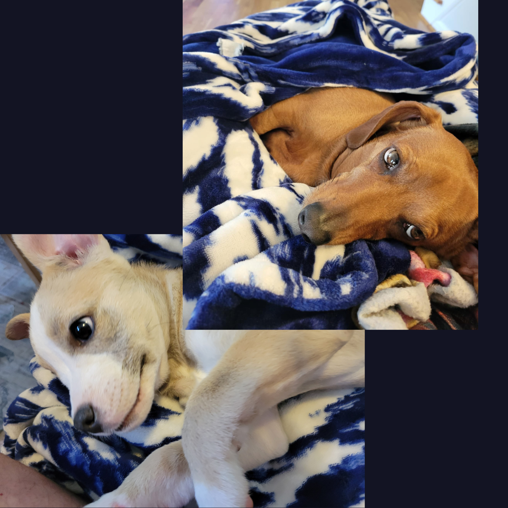 Cooper (dachshund)
Annabelle (party girl)